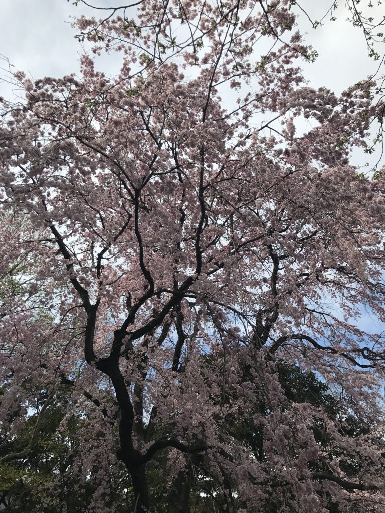 東京国立博物館　桜