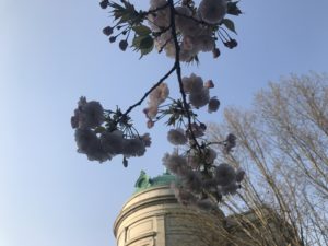 Instagramに東京国立博物館の桜をUP