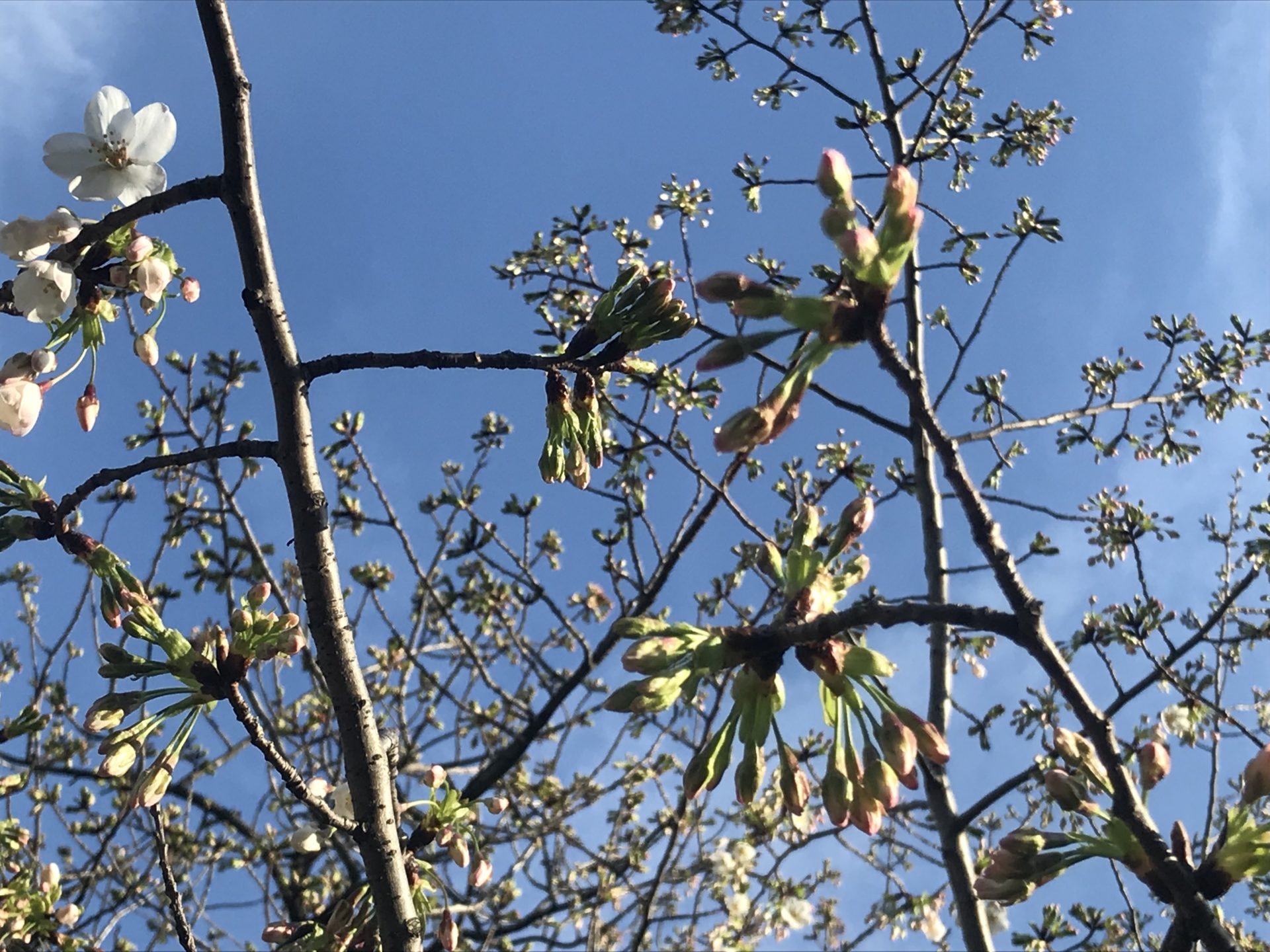 不忍池の桜のつぼみ