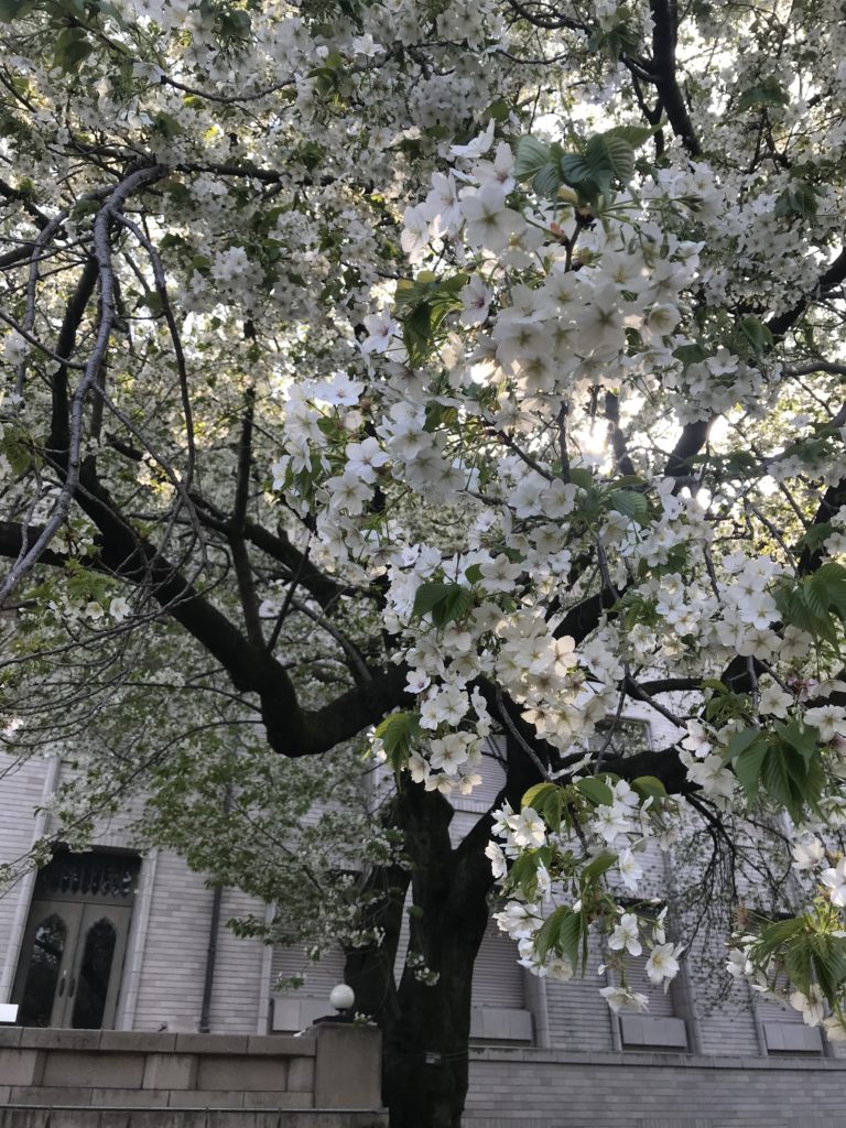 2019年春、東京国立博物館庭園のオオシマザクラ